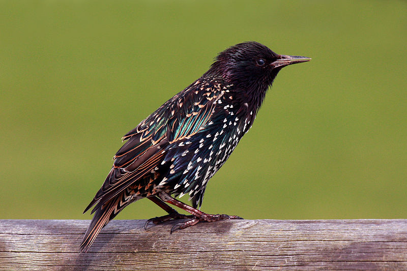 European Starling