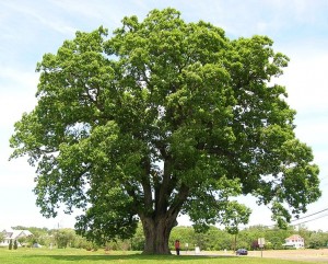 Keeler Oak Tree by Msact via Wikimedia Commons